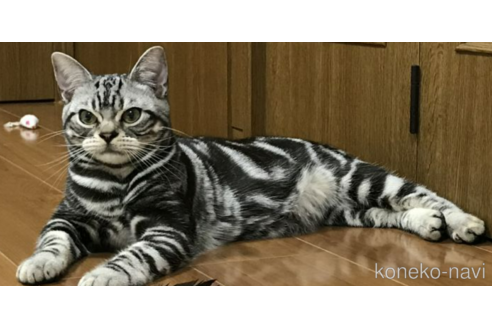 販売中のアメリカンショートヘアの親猫